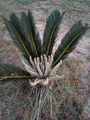 [The dark green fronds sticking outward from the base on the one side are more than three times the length of the new growth. About twelve sticks of light green new growth stick up looking quite thin because the leaves are curled within, but the lowest part of each is starting to unfurl.]